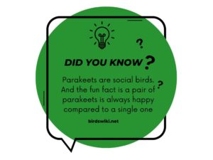 parakeet facts