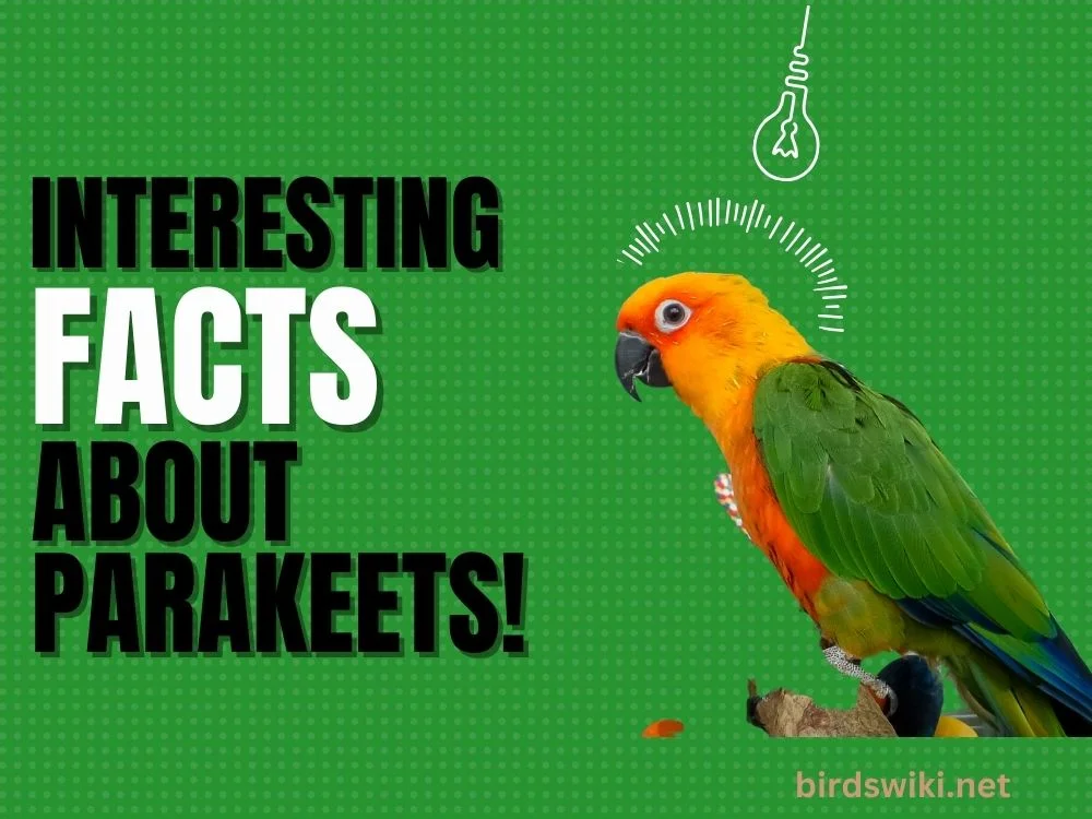 interesting facts about parakeets