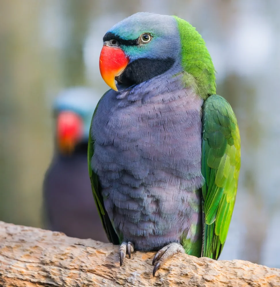 Lavender Parakeet