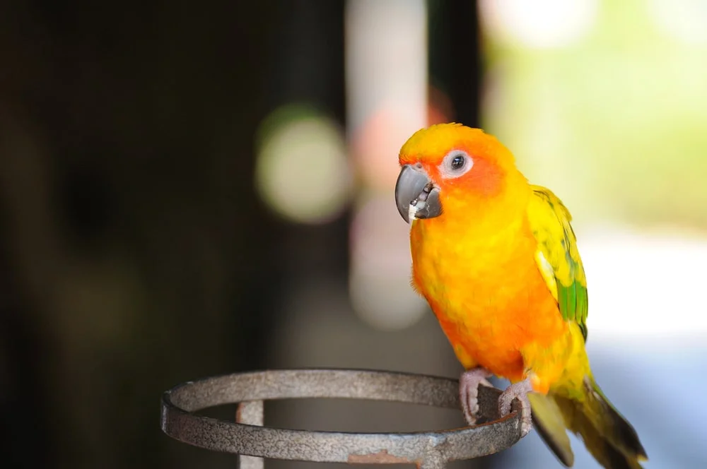 Sulphur breasted Parakeet