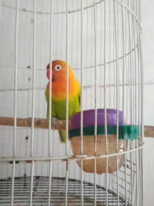 parakeet mass or weight