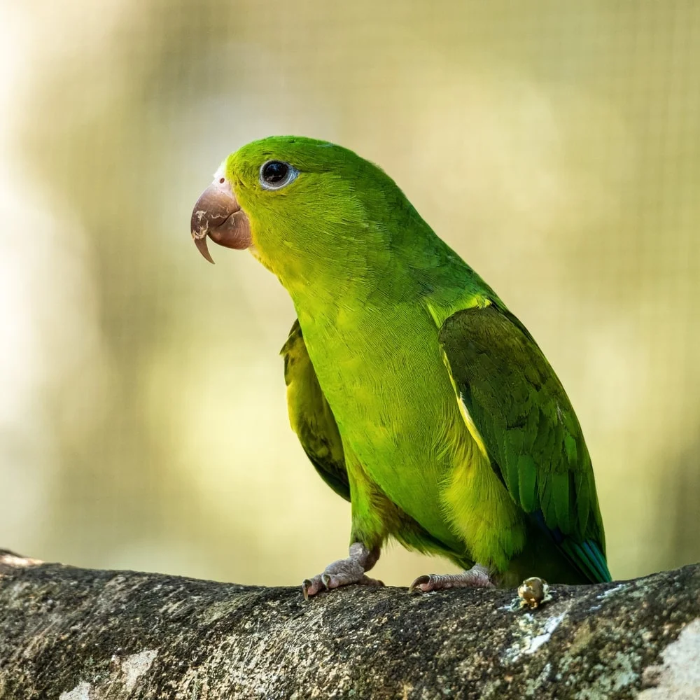 plain parakeet